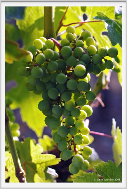 tenuta_di_arceno321