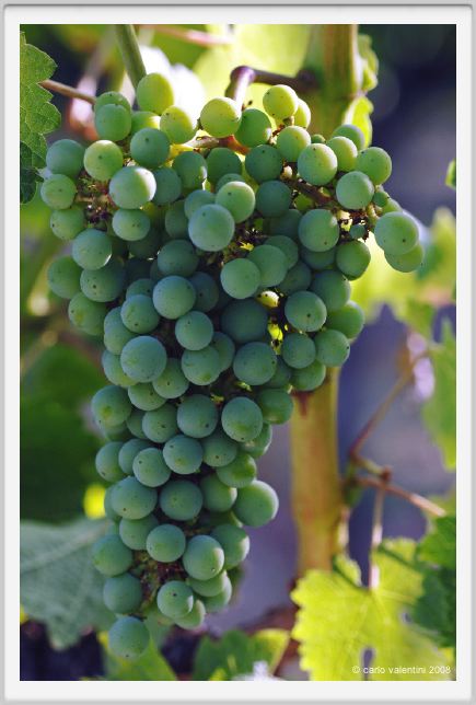 tenuta_di_arceno323