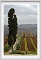 tenuta_di_arceno015