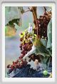 tenuta_di_arceno336