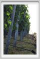 tenuta_di_arceno337