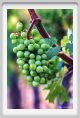 tenuta_di_arceno341
