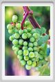 tenuta_di_arceno343