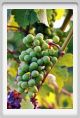 tenuta_di_arceno345