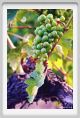 tenuta_di_arceno347