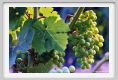 tenuta_di_arceno350