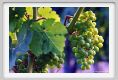 tenuta_di_arceno351