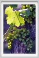 tenuta_di_arceno319