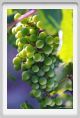 tenuta_di_arceno326