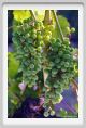 tenuta_di_arceno329