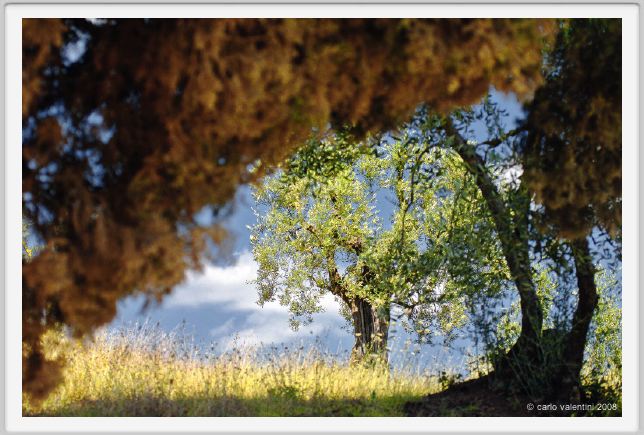 tenuta_di_arceno455
