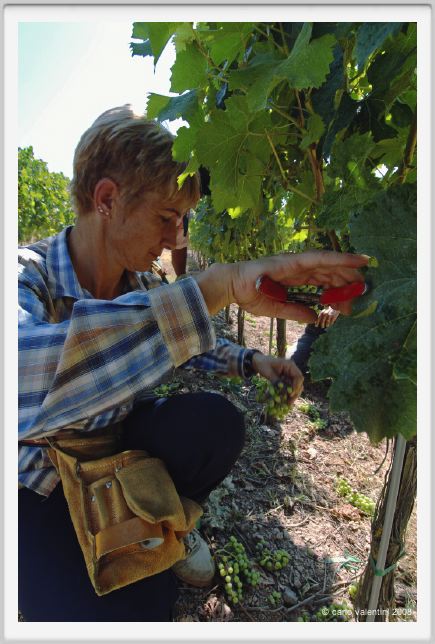 tenuta_di_arceno370