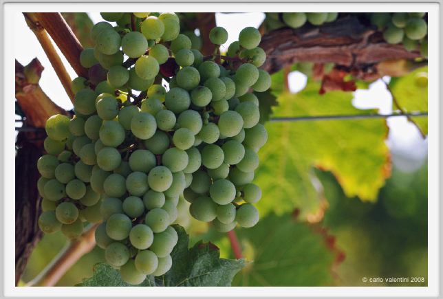 tenuta_di_arceno497