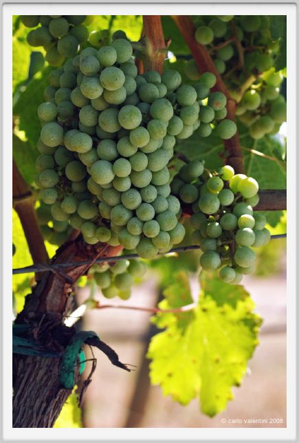 tenuta_di_arceno498