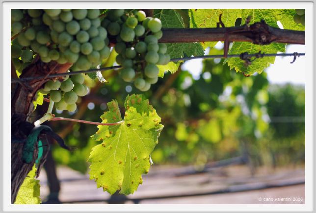 tenuta_di_arceno499