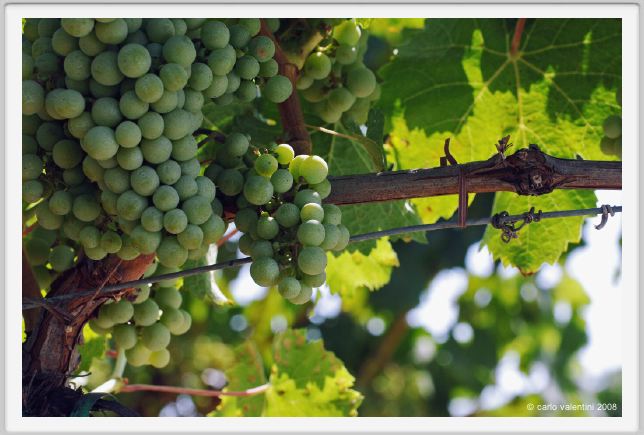 tenuta_di_arceno500