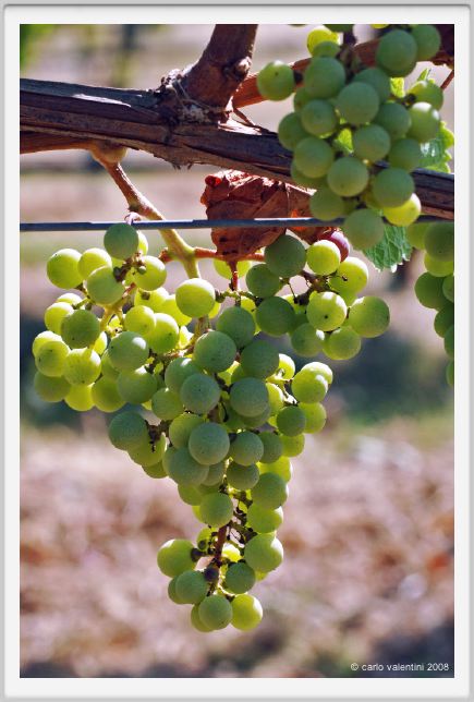 tenuta_di_arceno501