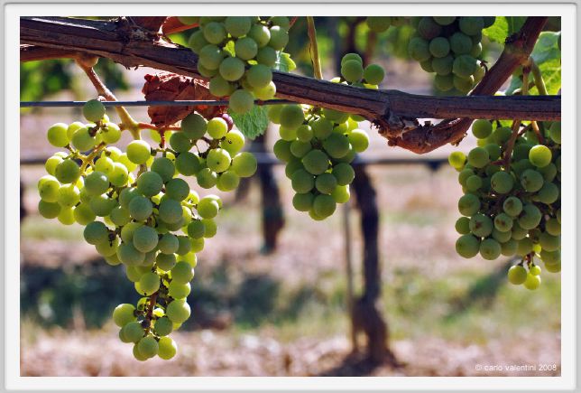 tenuta_di_arceno502