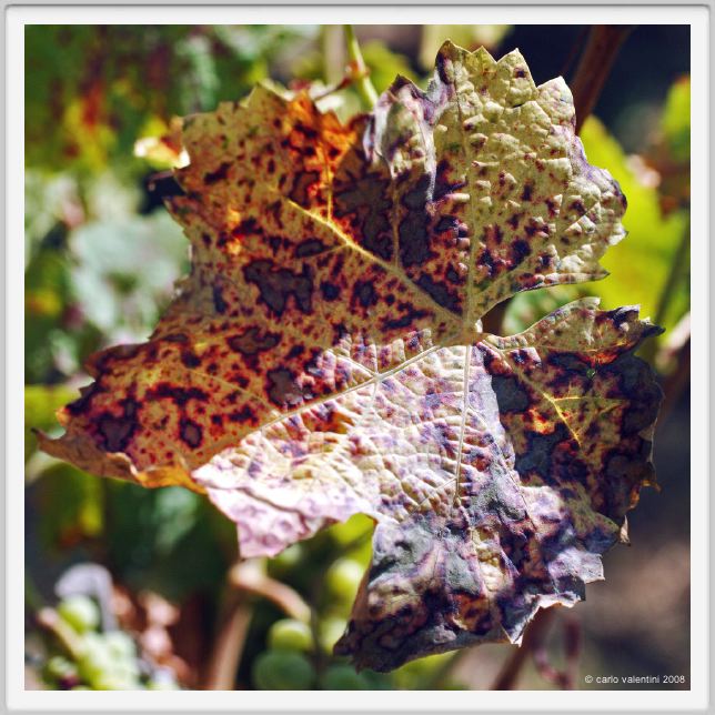 tenuta_di_arceno503