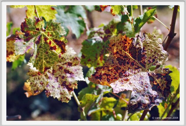 tenuta_di_arceno504