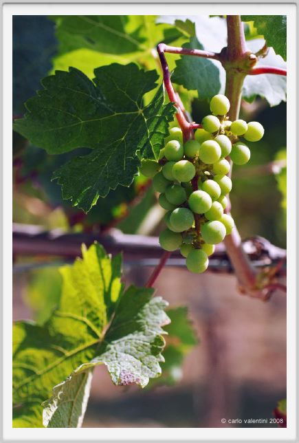 tenuta_di_arceno505