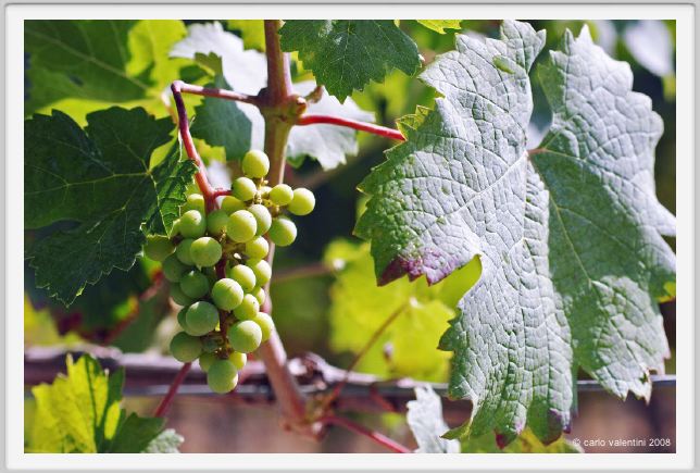tenuta_di_arceno506