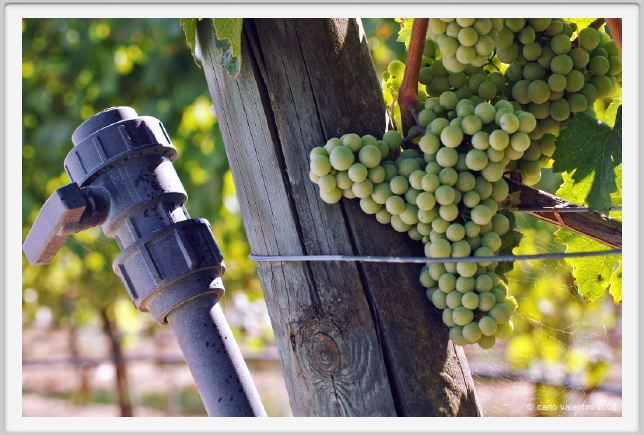 tenuta_di_arceno507