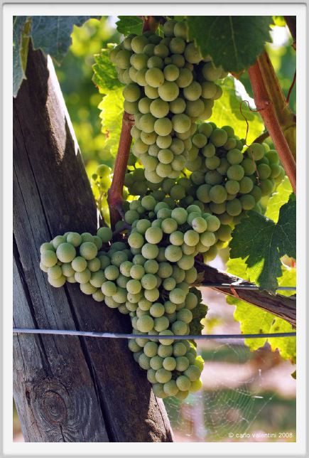 tenuta_di_arceno508