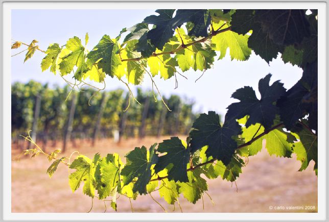 tenuta_di_arceno509
