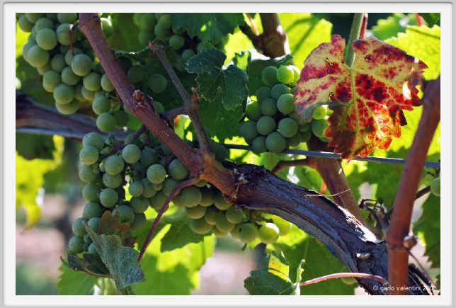 tenuta_di_arceno510