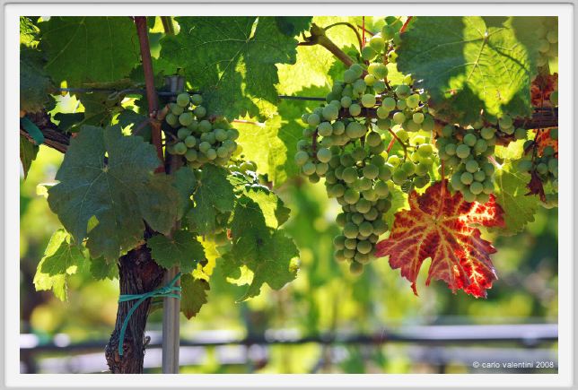 tenuta_di_arceno511
