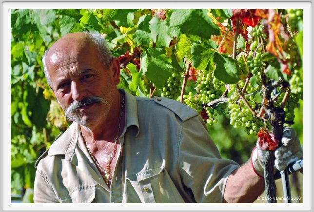tenuta_di_arceno514