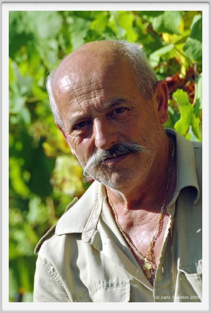 tenuta_di_arceno515