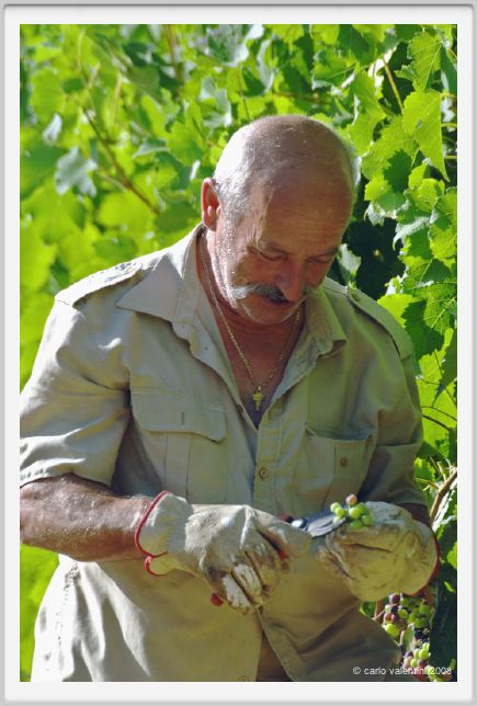 tenuta_di_arceno518