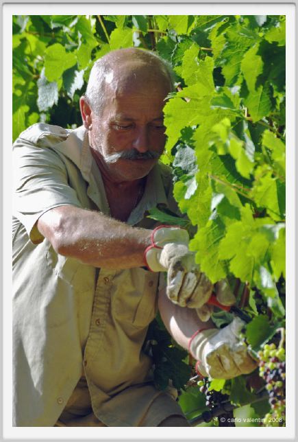tenuta_di_arceno519