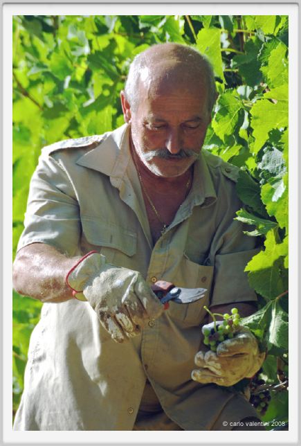tenuta_di_arceno520