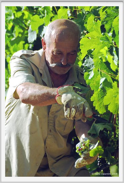 tenuta_di_arceno521