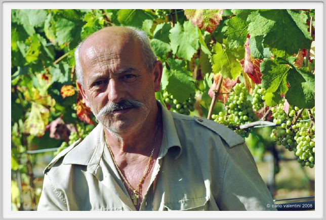 tenuta_di_arceno522