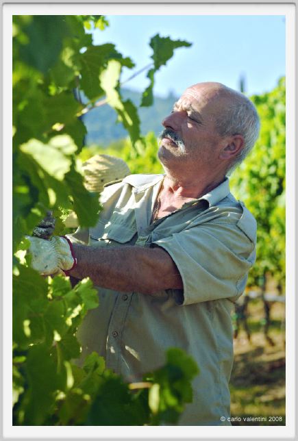 tenuta_di_arceno525