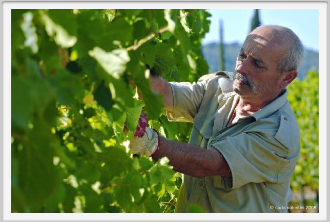 tenuta_di_arceno527