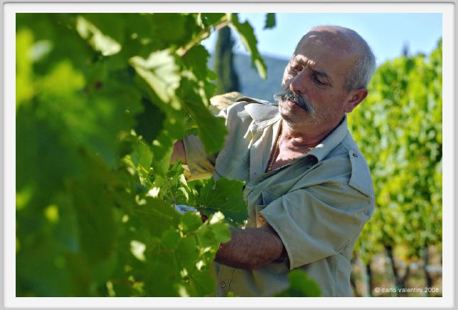 tenuta_di_arceno528