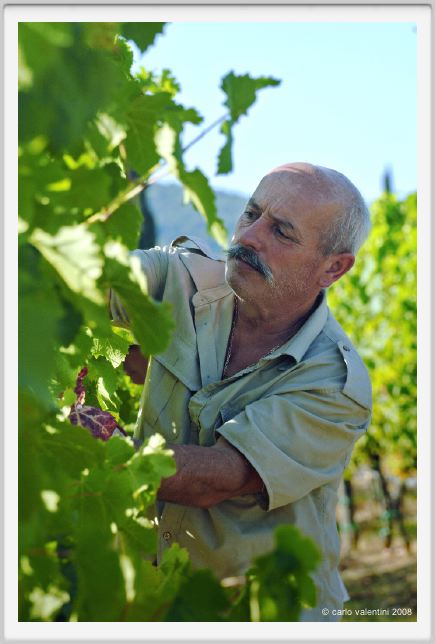 tenuta_di_arceno529