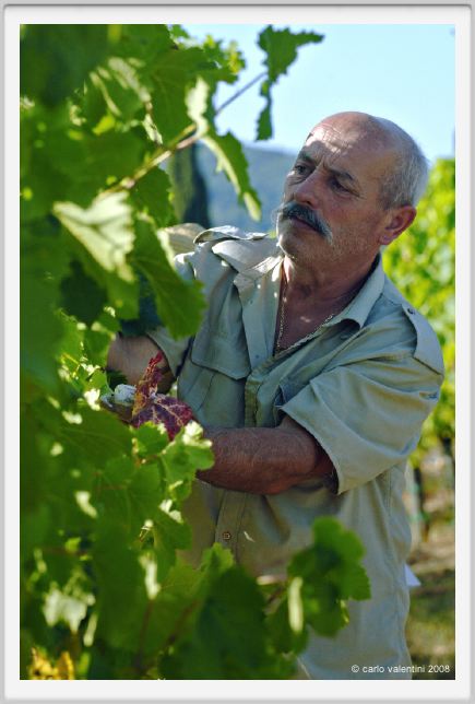 tenuta_di_arceno530