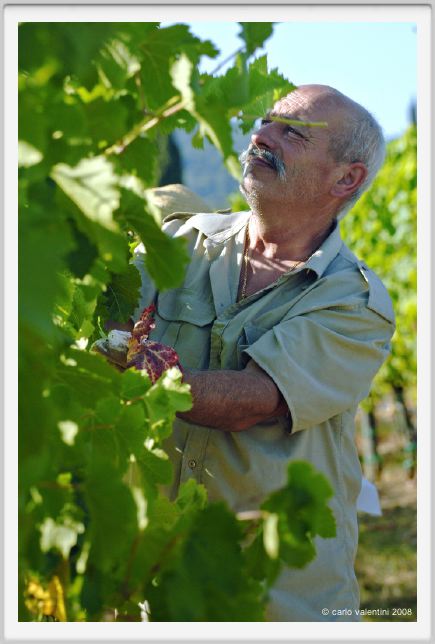 tenuta_di_arceno531