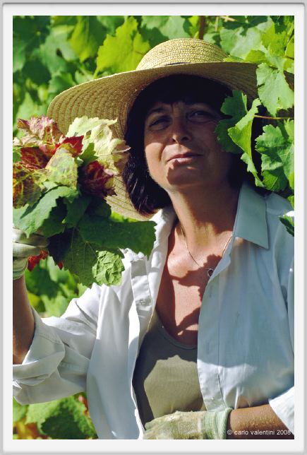 tenuta_di_arceno538
