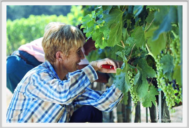 tenuta_di_arceno383