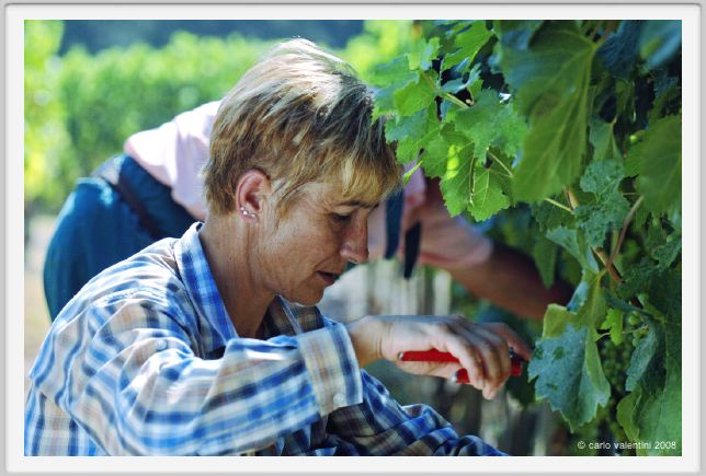 tenuta_di_arceno386