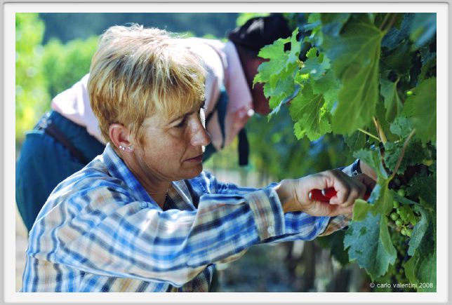 tenuta_di_arceno387
