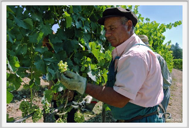 tenuta_di_arceno390