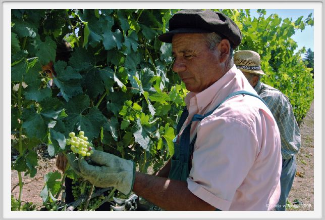 tenuta_di_arceno393